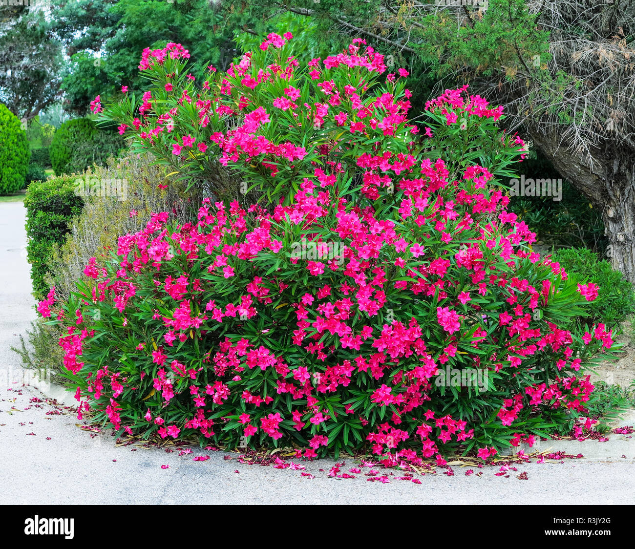 Pianta Di Oleandro Salmone Nerium Oleander - Vendita Piante Online - Foto 11