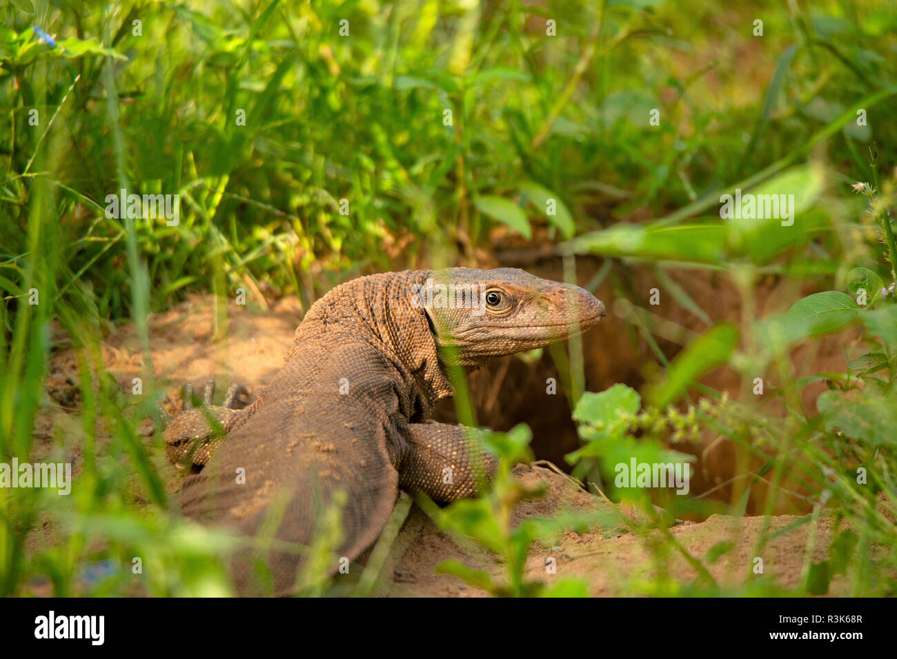 Il Bengala monitor,Varanus bengalensis, Jhalana, Rajasthan, India. Questo è trovato ampiamente distribuiti sul subcontinente indiano Foto Stock