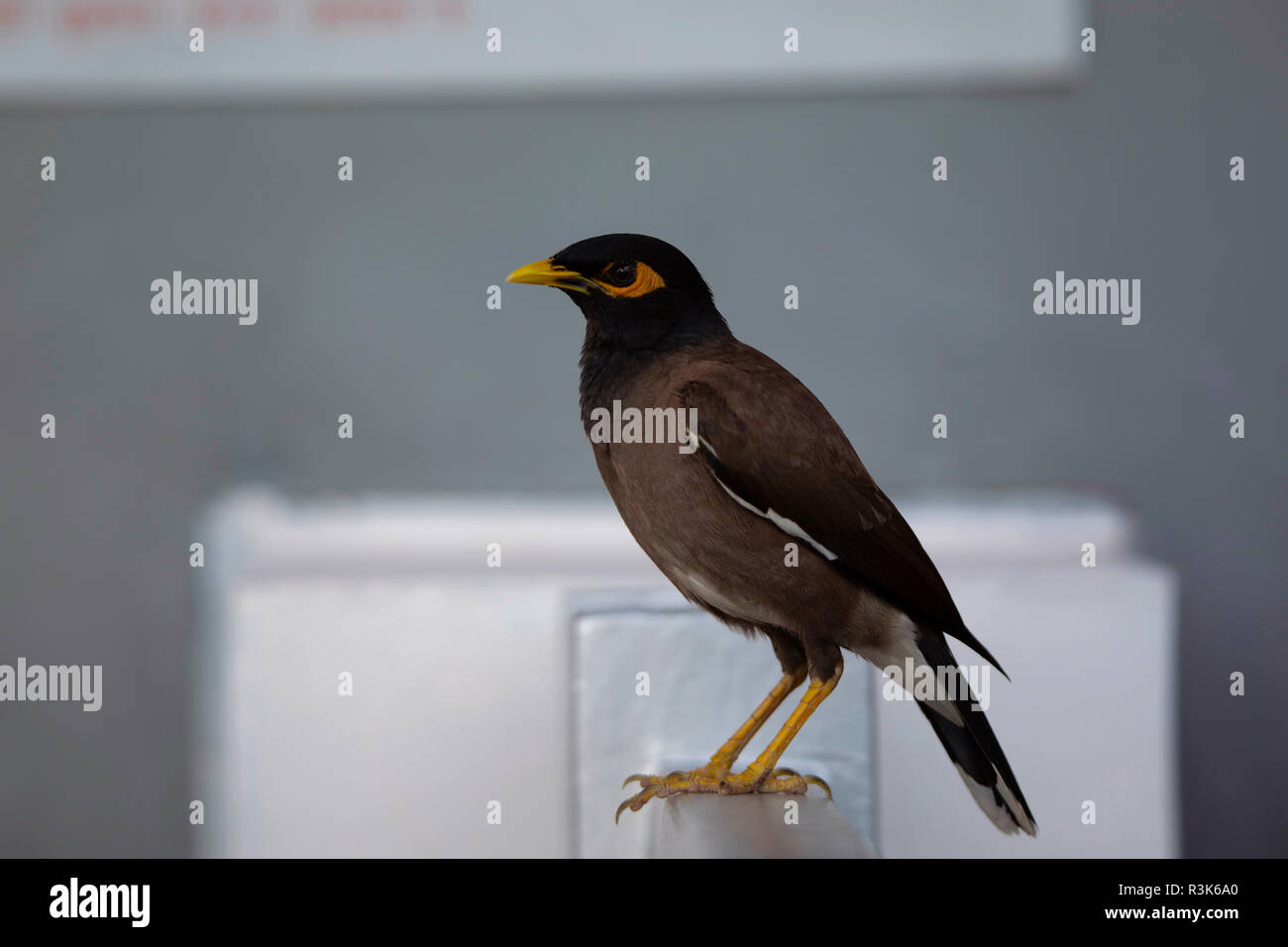 Myna comune, Acridotheres tristis, Jhalana, Rajasthan, India. Foto Stock