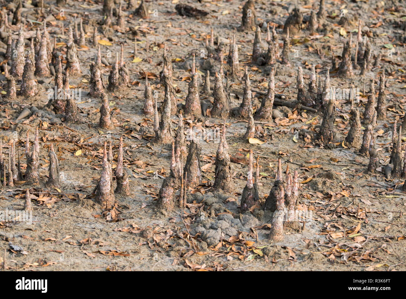 Il Bangladesh, il Parco Nazionale della Sundarbans vicino Hiron Point. Habitat di mangrovie, specializzato sistema di radice denominato pneumatofori o "radici di respirazione". Foto Stock