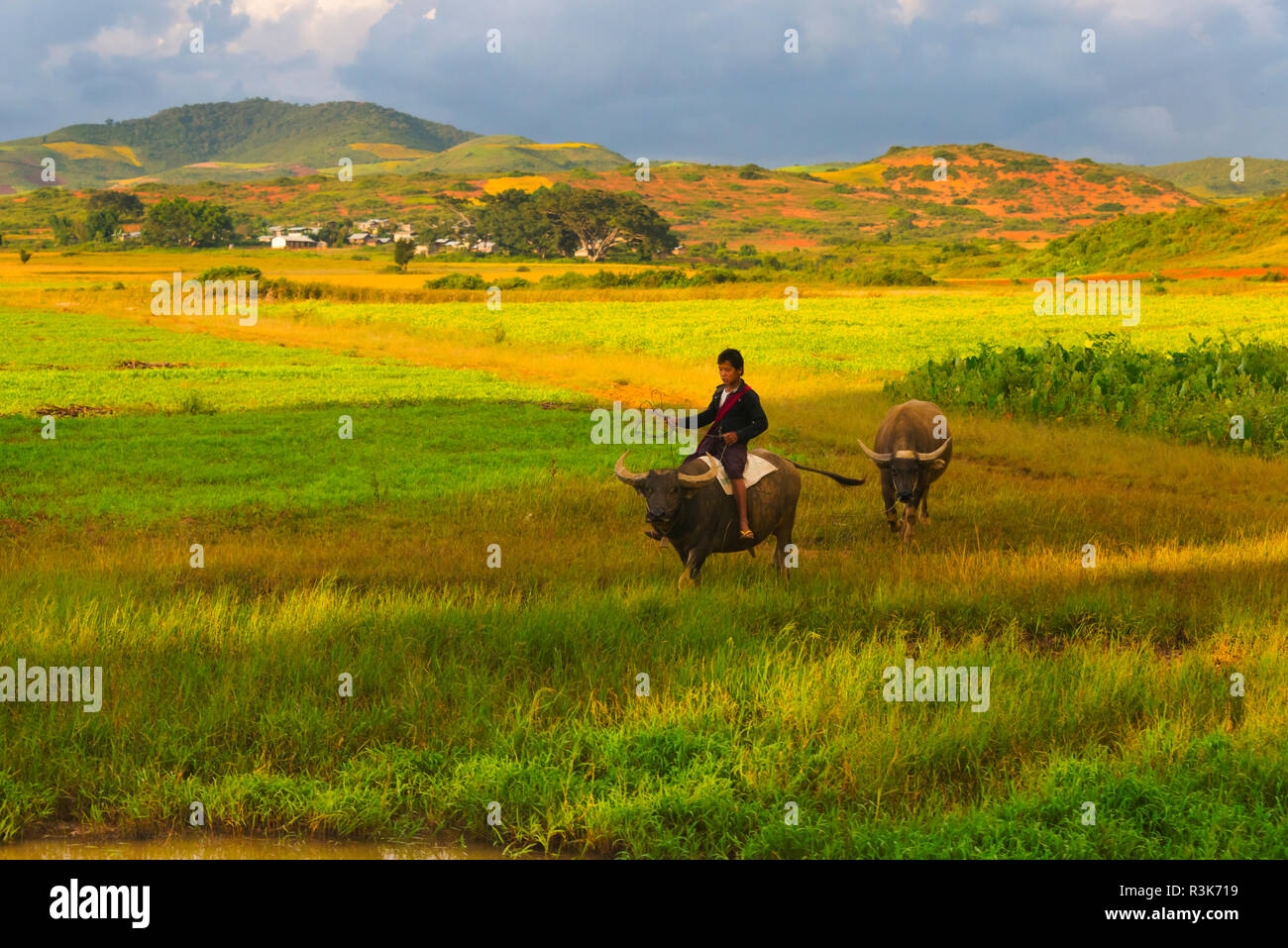 Ragazzo a cavallo di bufalo indiano di acqua su terreni agricoli, stato Shan, Myanmar Foto Stock