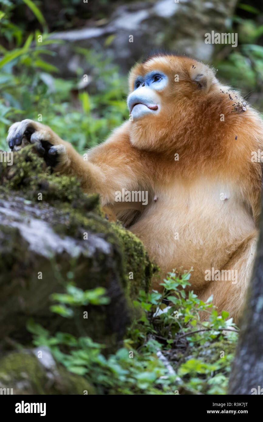 Asia, Shaanxi, Foping Riserva Naturale Nazionale, golden rampognare-annusò scimmia (Rhinopithecus roxellana), in via di estinzione. Ritratto di un adulto di sesso maschile. Foto Stock