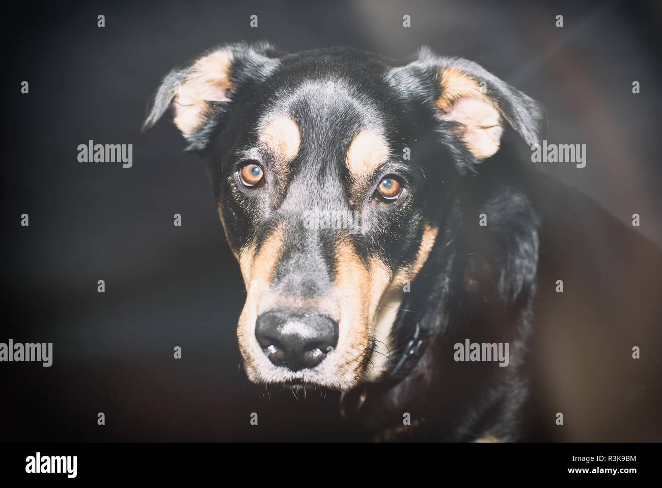 Bello nero e marrone Rescue Dog pone in Studio contro uno sfondo nero Foto Stock