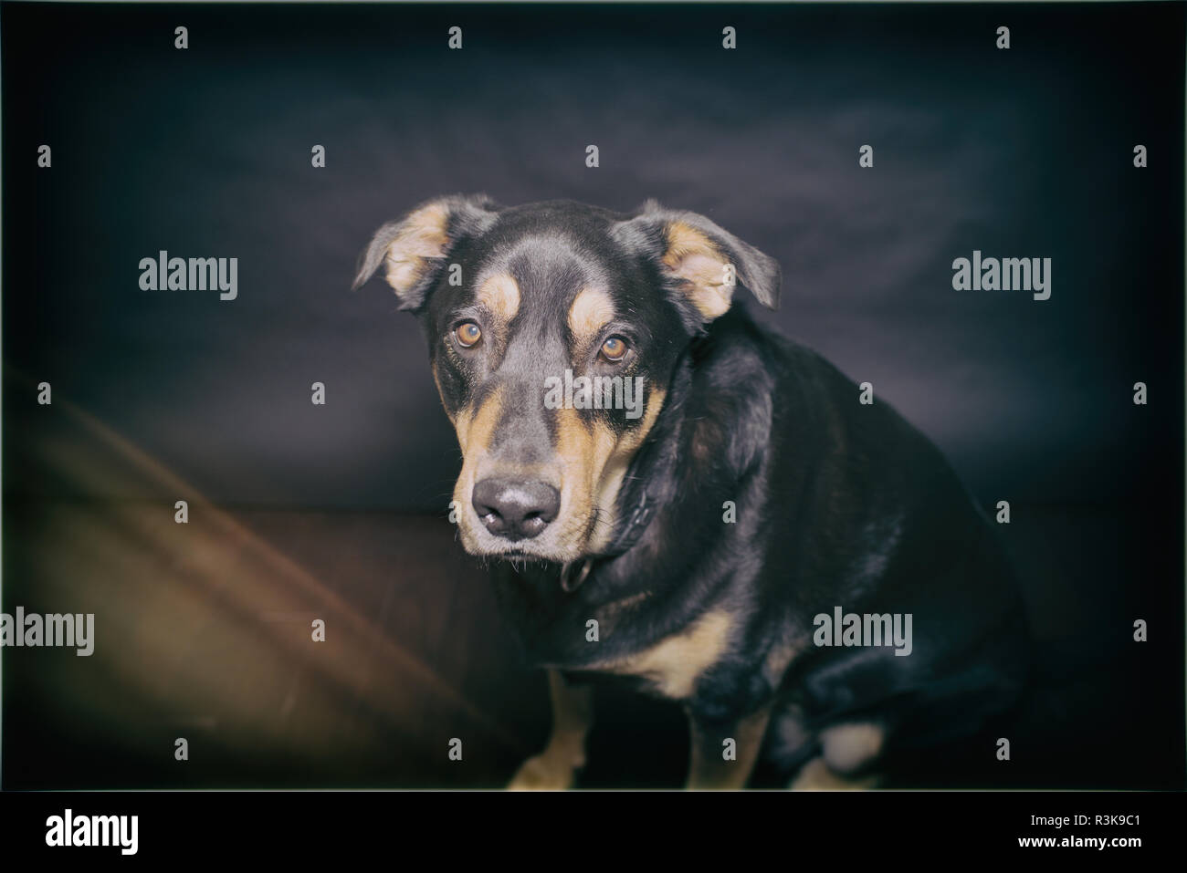 Bello nero e marrone Rescue Dog pone in Studio contro uno sfondo nero Foto Stock