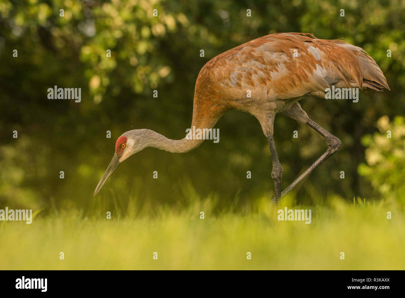 Una gru sandhill (Grus canadensis) mantenendo i suoi occhi sul terreno come cammina attraverso un campo foraggio per il cibo. Foto Stock