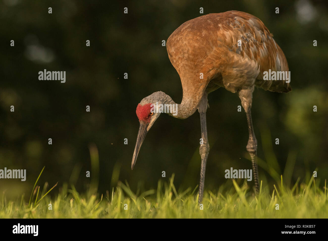 Una gru sandhill (Grus canadensis) mantenendo i suoi occhi sul terreno come cammina attraverso un campo foraggio per il cibo. Foto Stock