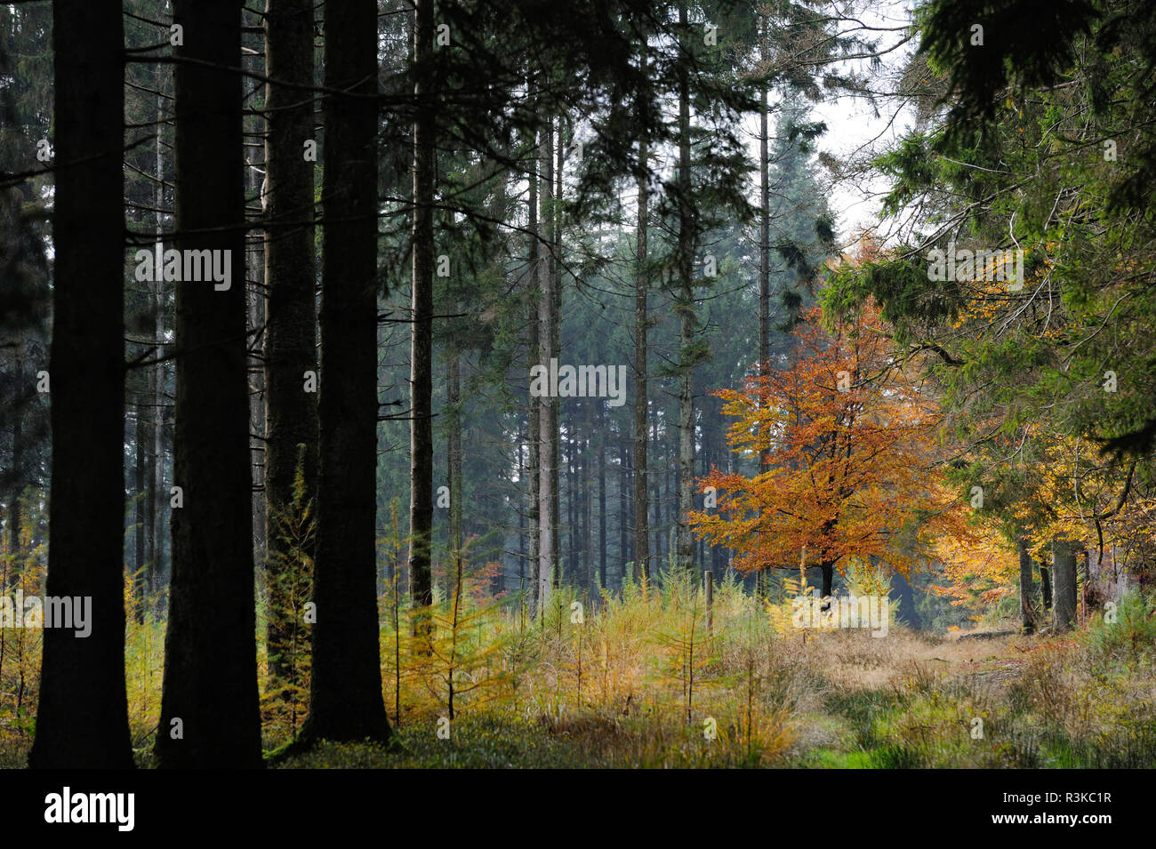 Belgio, Ardenne belghe, foresta di Saint-Hubert Foto Stock