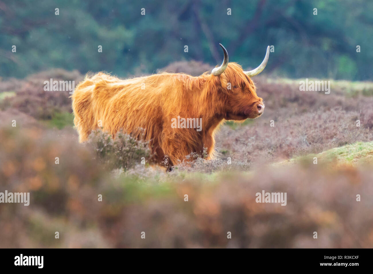 Primo piano di bruno rosso Highland bovini, Scottish bovini di razza (Bos taurus) con lunghe corna a piedi attraverso heather in brughiera. Foto Stock