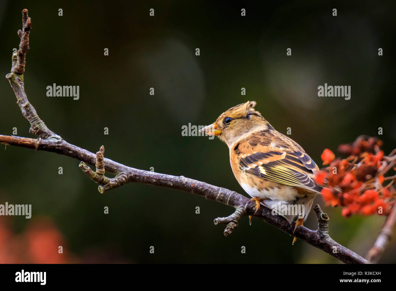Primo piano di un uccello brambling, Fringilla montifringilla, d'inverno il piumaggio di colore arancione alimentazione bacche di Sorbus aucuparia, chiamato anche Rowan e mountain-come Foto Stock