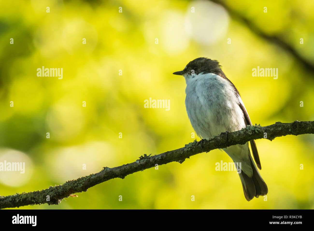 Primo piano di una unione pied flycatcher bird (Ficedula hypoleuca) appollaiate su un ramo, cantando in una foresta verde primavera durante la stagione riproduttiva. Foto Stock
