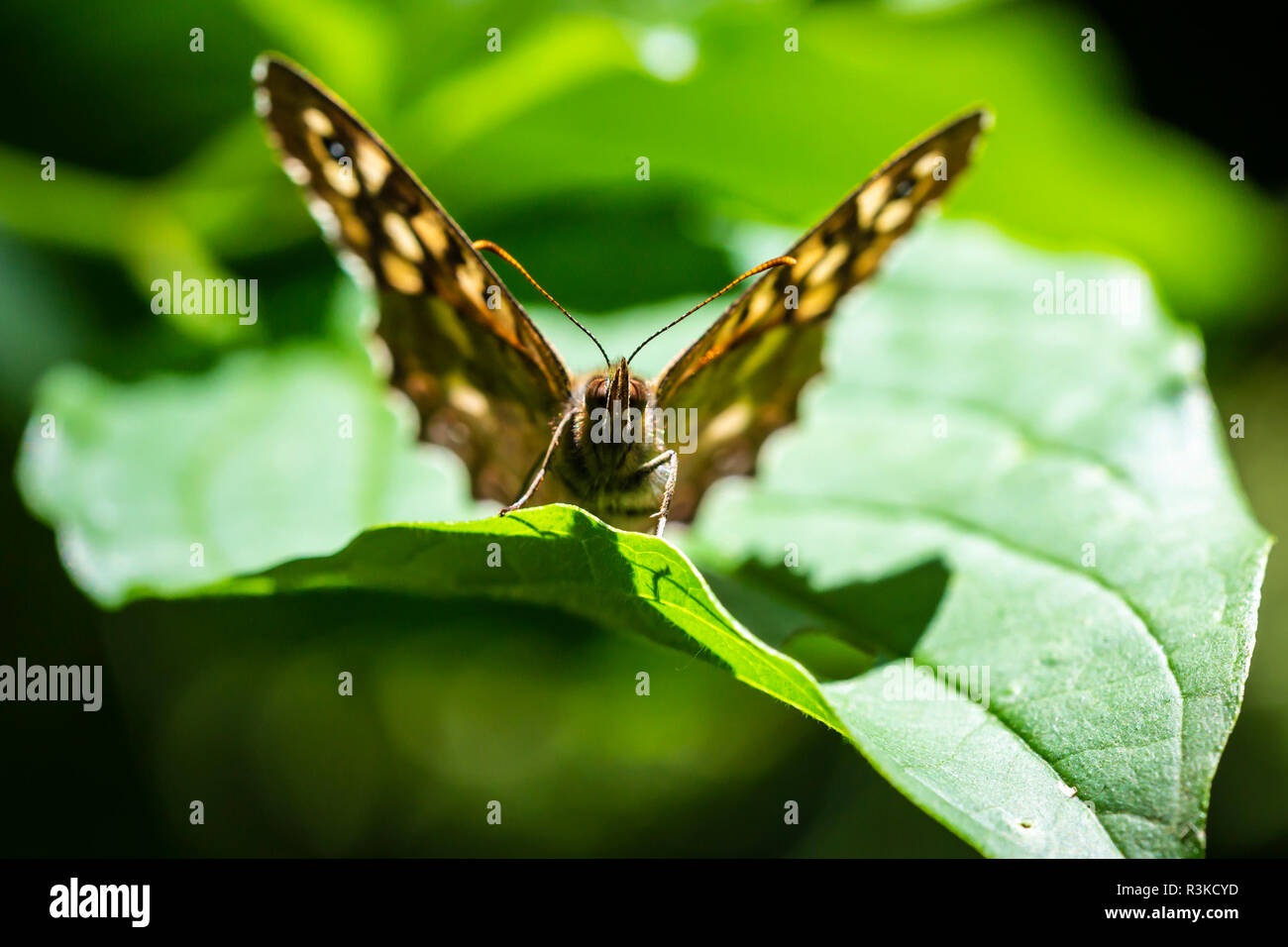Primo piano di un legno maculato butterfly, Pararge aegeria. In appoggio su una foglia in una foresta con ali aperte Foto Stock