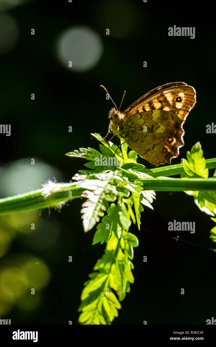 Primo piano di un legno maculato butterfly, Pararge aegeria. In appoggio su una foglia in una foresta con ali aperte Foto Stock