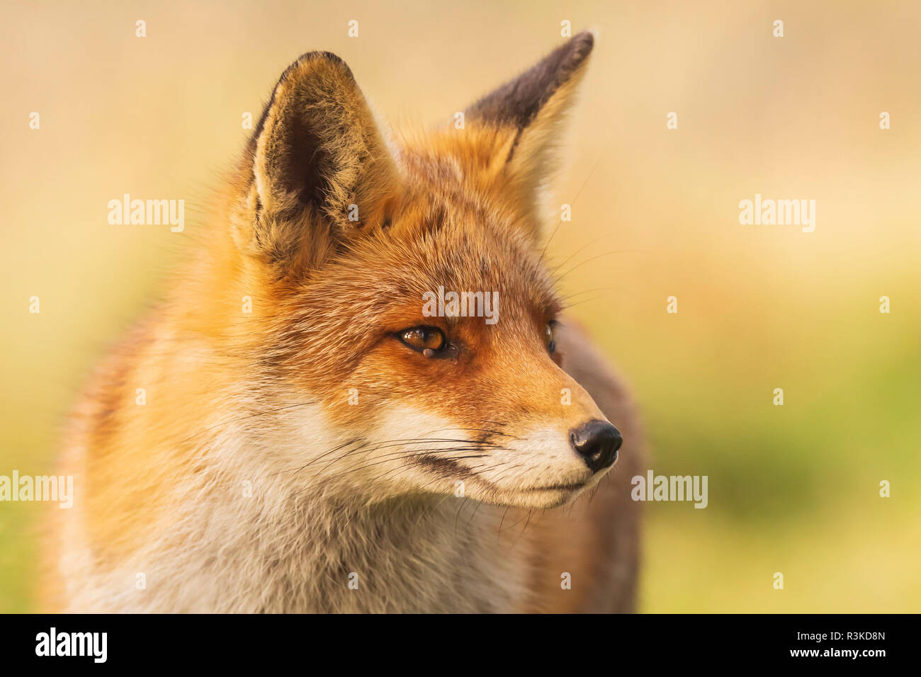 Close-up Wild rosso giovane volpe (vulpes vulpes) con un segno di spunta sotto gli occhi Foto Stock