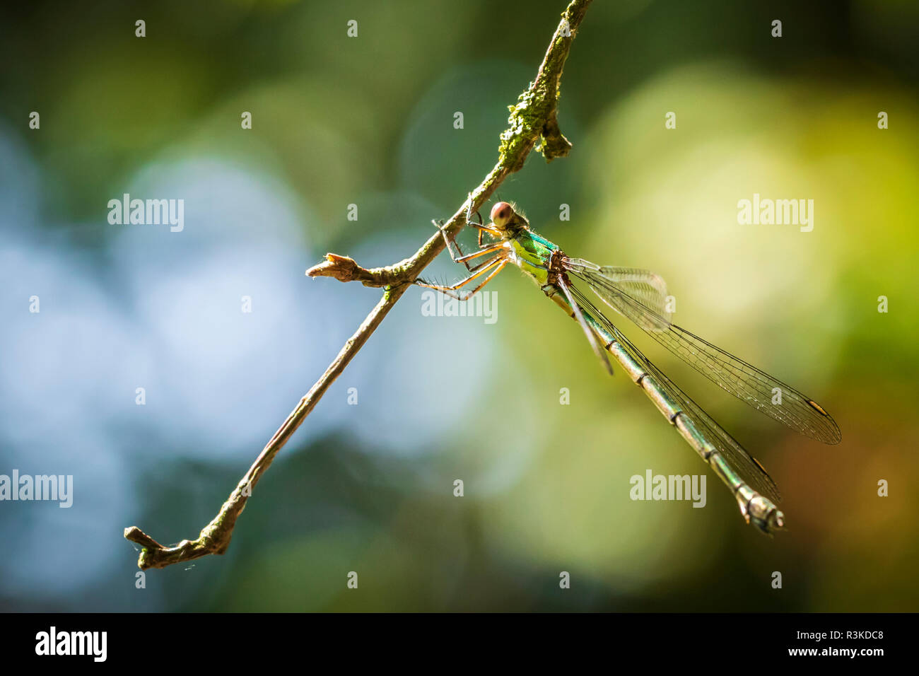 Dettaglio dettaglio di un western willow emerald damselfly, Chalcolestes viridis, insetto in appoggio al sole Foto Stock