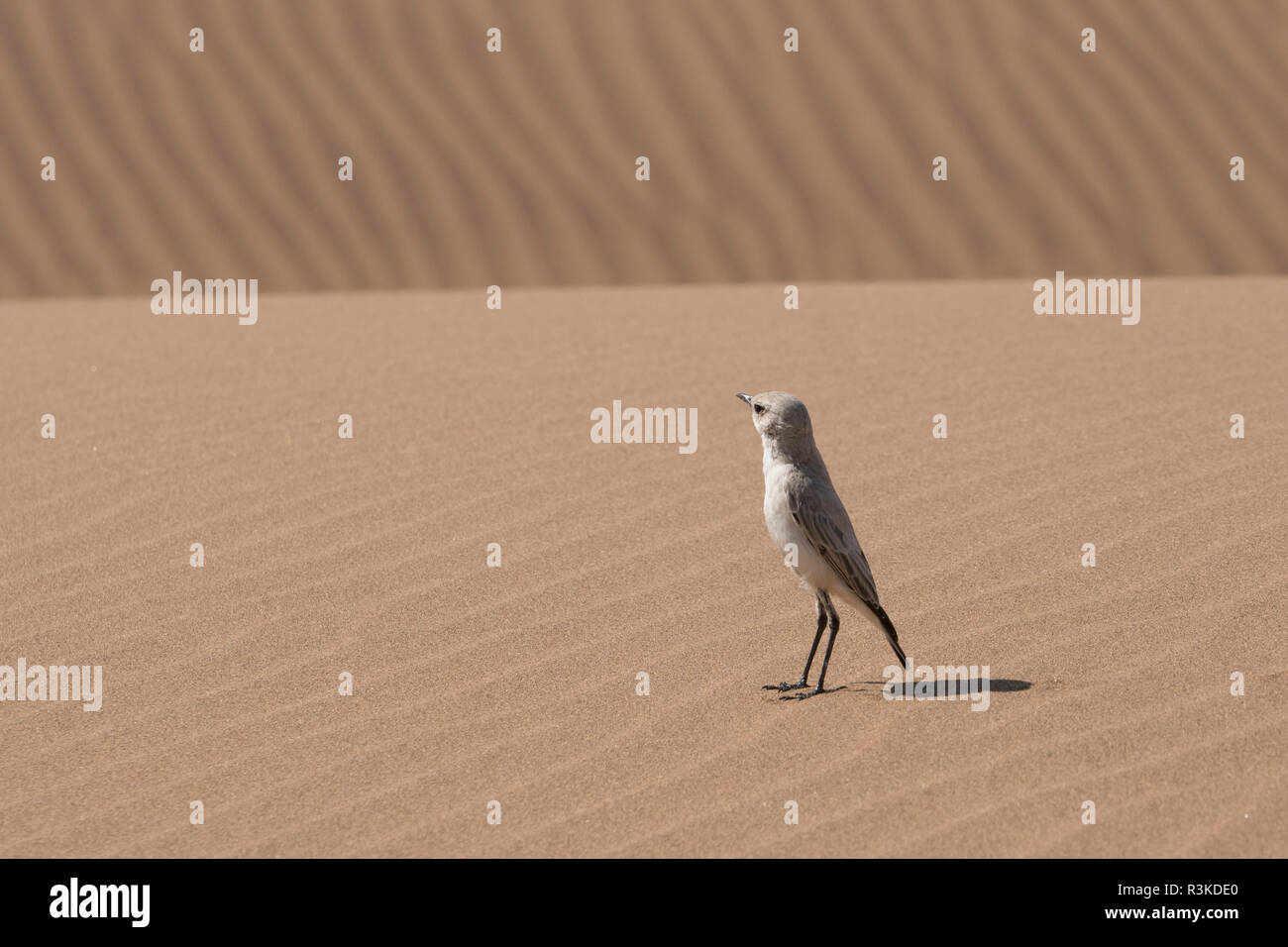 Tractrac chat (Emarginata tractrac) bird si erge sulle dune di sabbia a est di Swakopmund, Namibia. Foto Stock