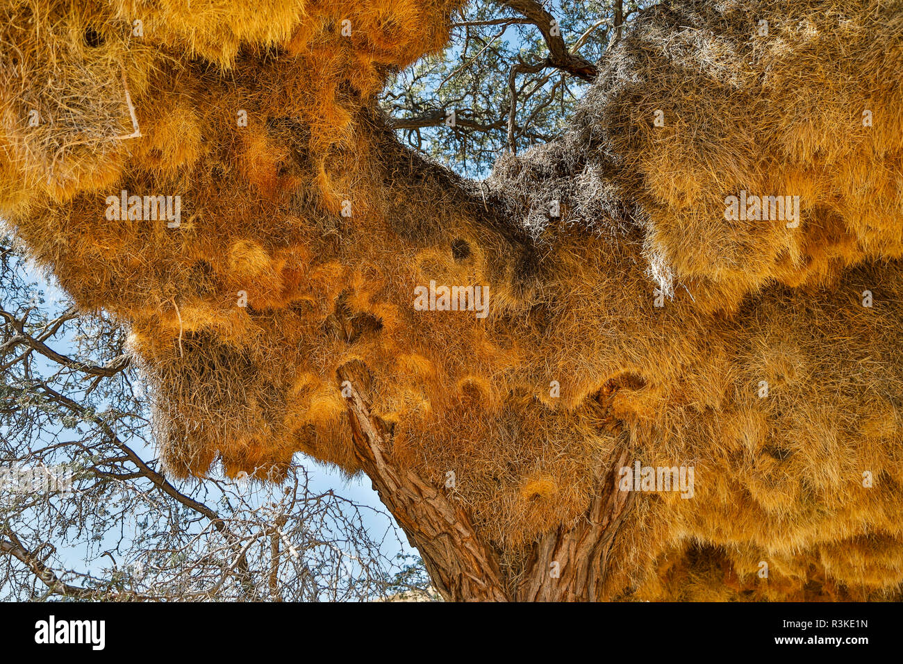 Africa, Namibia, comunità nido di socievole Weaver uccelli Foto Stock