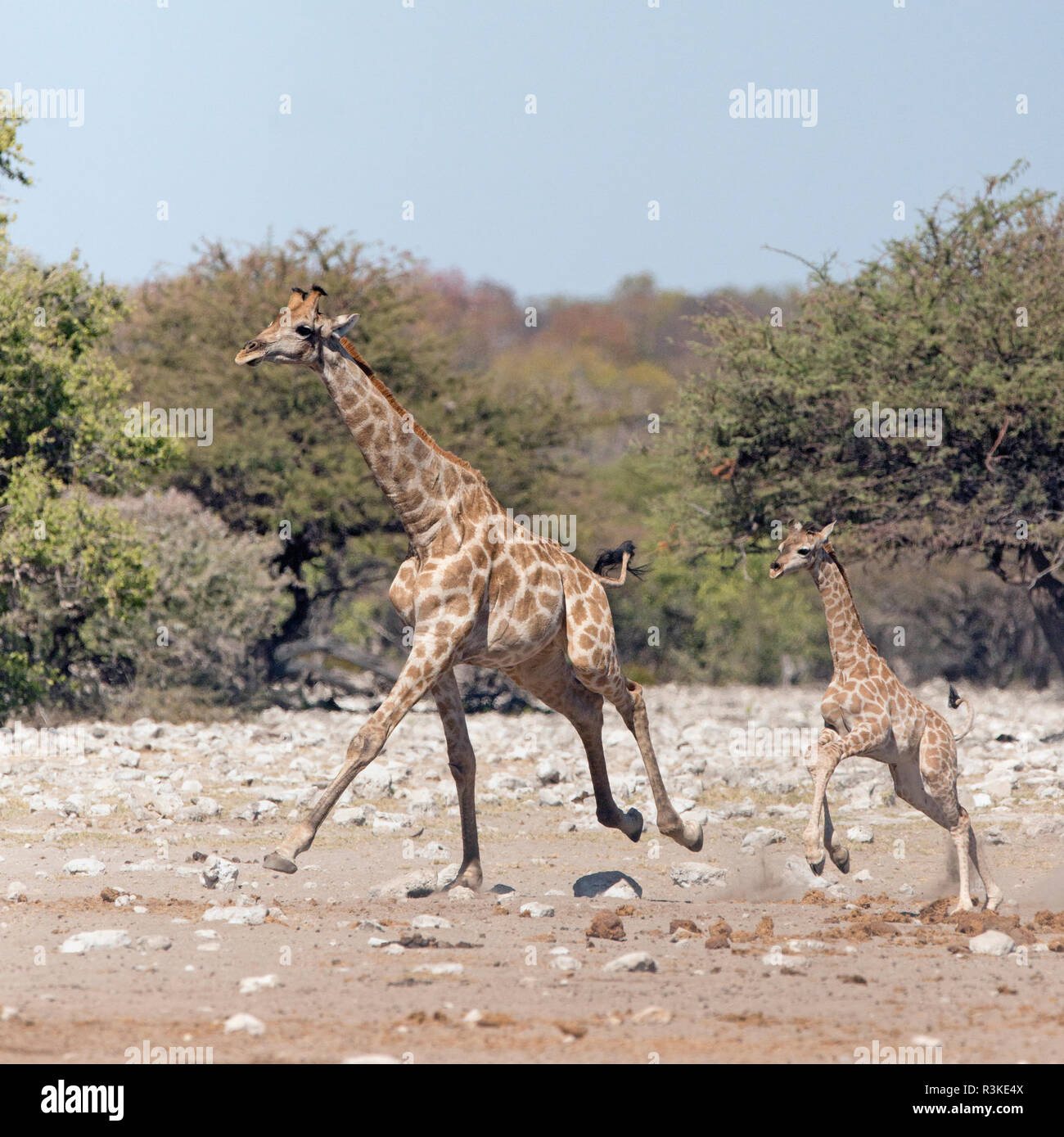 Il Parco Nazionale di Etosha, Namibia, Africa. Due Giraffe angolani in esecuzione. Foto Stock