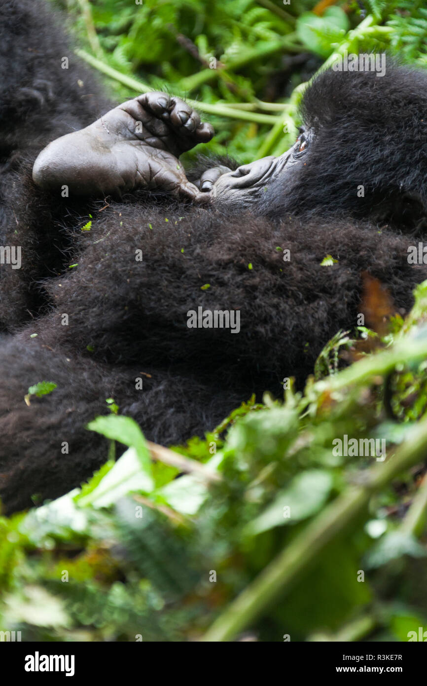L'Africa, il Ruanda, il Parco Nazionale dei Vulcani. Il novellame di gorilla di montagna masticare sul suo piede. Foto Stock