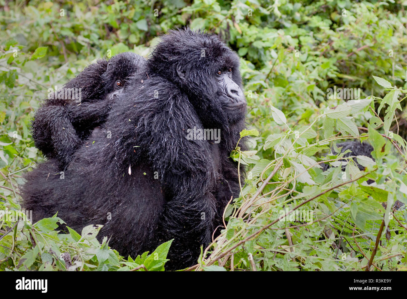Montagne Virunga, Ruanda, Africa. I gorilla di montagna. Foto Stock