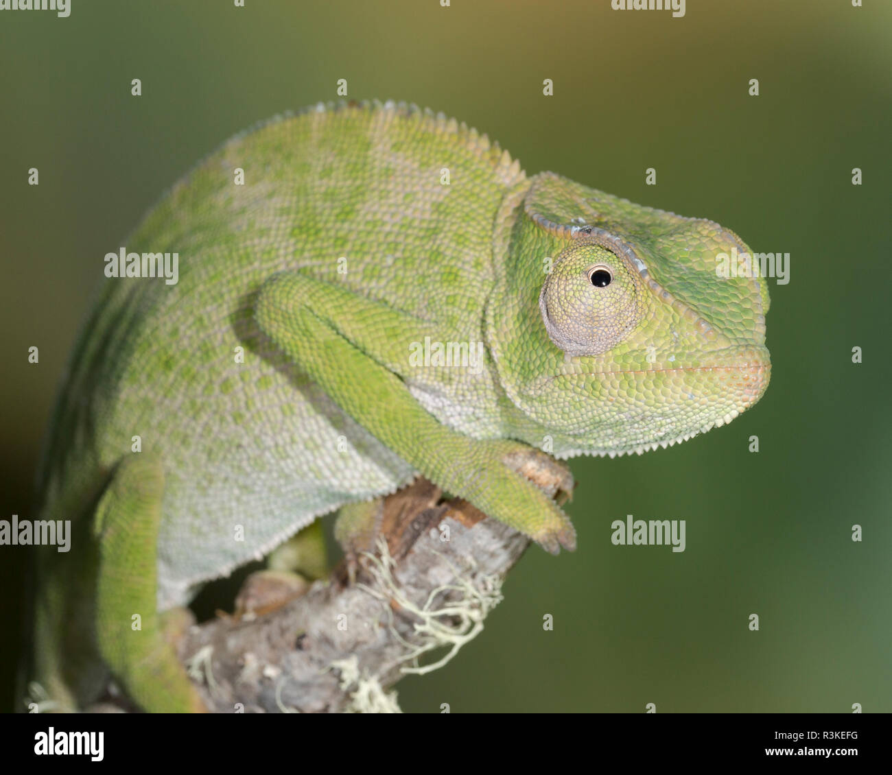 Grazioso baby camaleonte, Chameleon gracilis, condizioni controllate Foto Stock