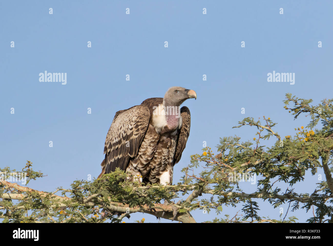 Africa, Tanzania Ngorongoro Conservation Area. Ruppell il grifone (Gyps rueppellii) Foto Stock