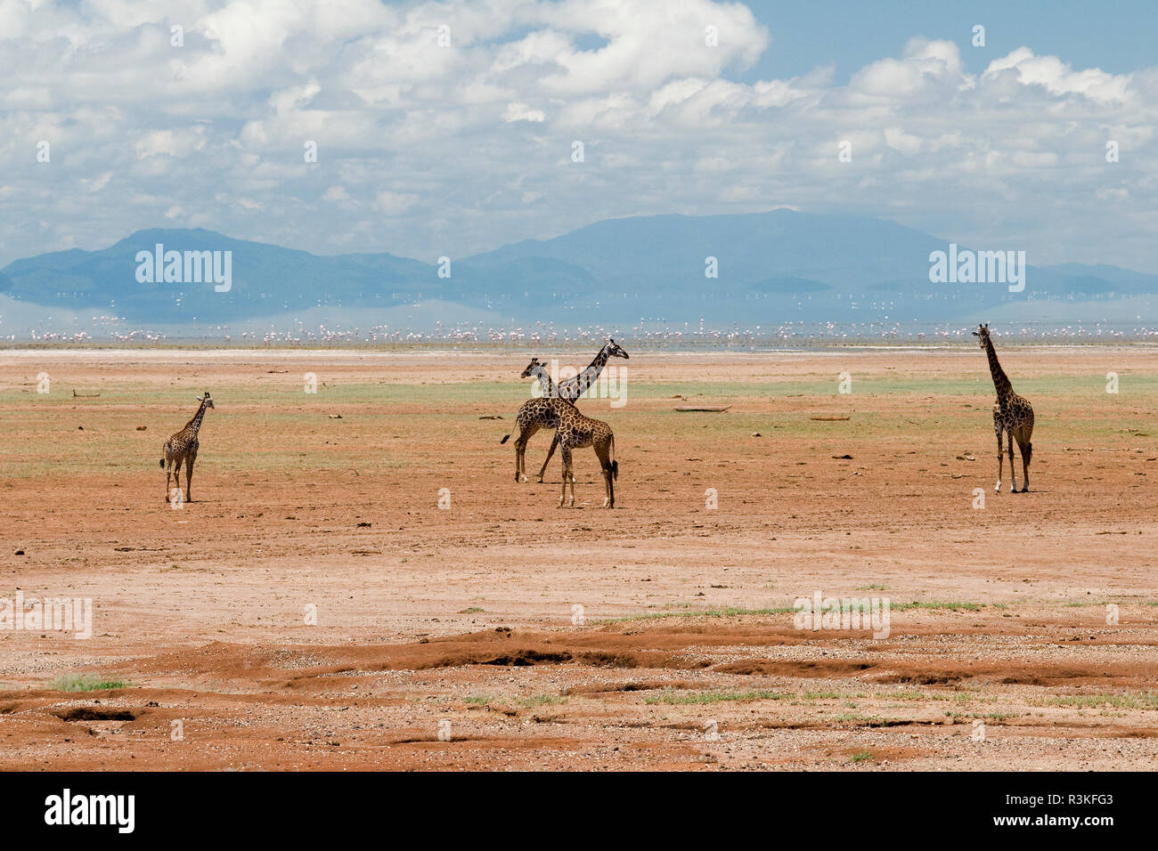 Tanzania, Africa. Quattro Maasai Giraffe. Foto Stock