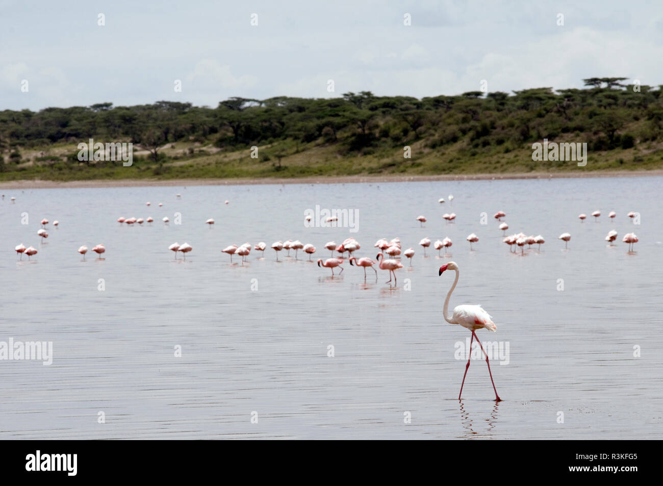 Tanzania, Africa. Lesser Flamingo e Lesser Flamingo. Foto Stock