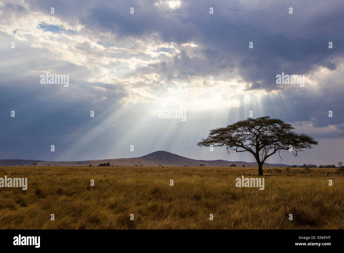 L'Africa. Tanzania. Viste della savana Serengeti National Park. Foto Stock