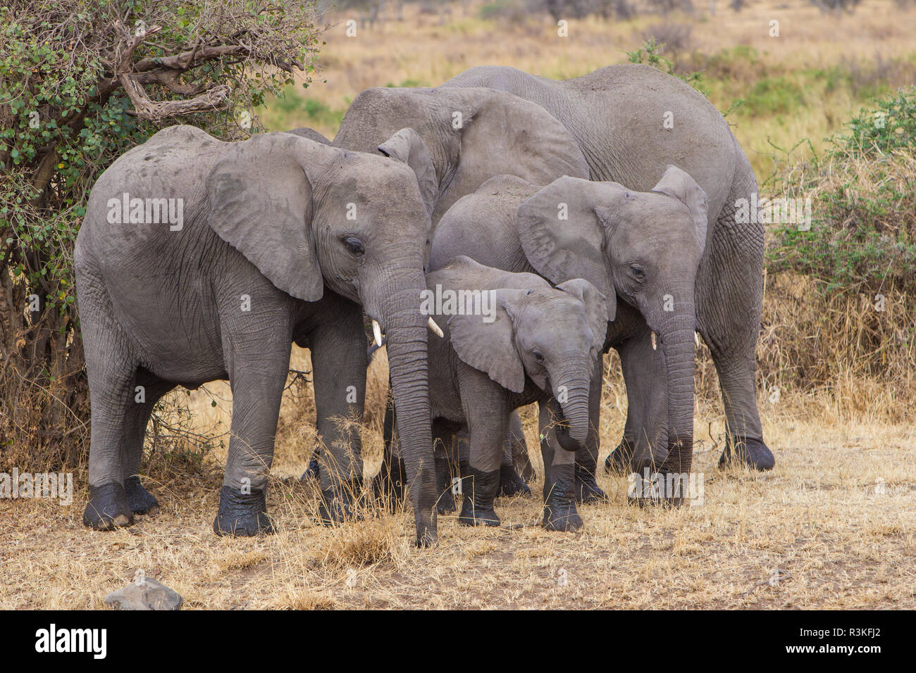 L'Africa. Tanzania. L'elefante africano (Loxodonta africana) al Parco Nazionale del Serengeti. Foto Stock