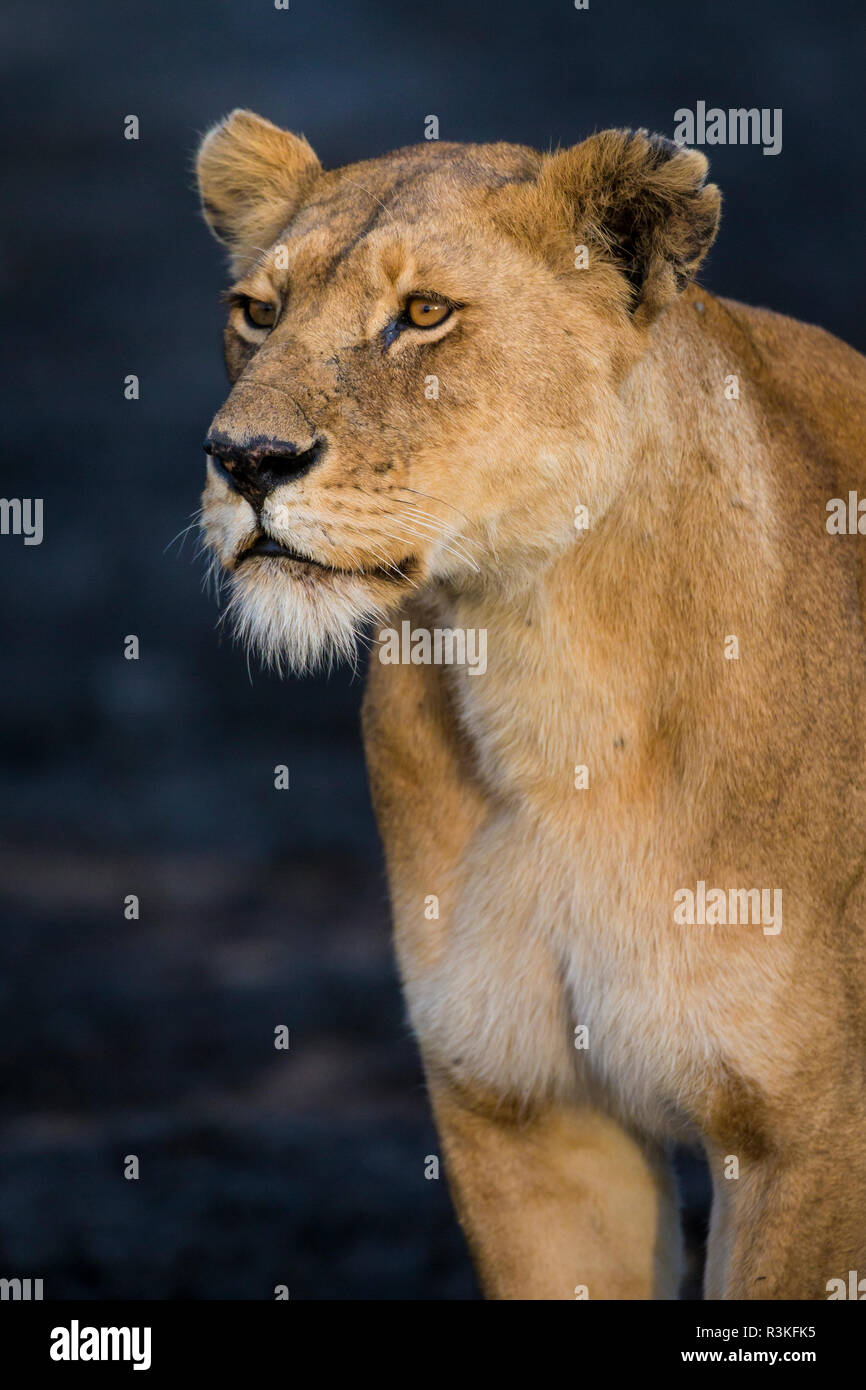 L'Africa. Tanzania. Leonessa africana (Panthera Leo), il Parco Nazionale del Serengeti. Foto Stock