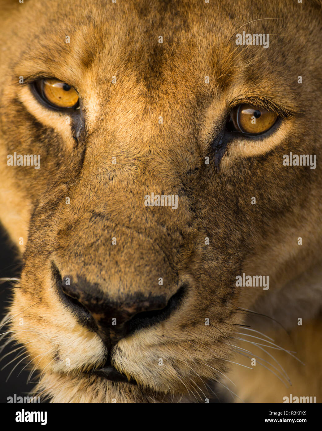 L'Africa. Tanzania. Leonessa africana (Panthera Leo), il Parco Nazionale del Serengeti. Foto Stock