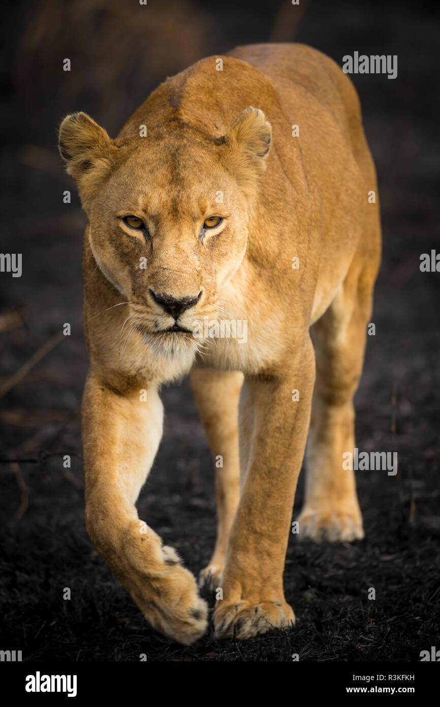 L'Africa. Tanzania. Leonessa africana (Panthera Leo), il Parco Nazionale del Serengeti. Foto Stock