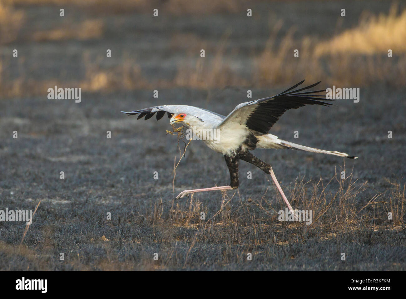 L'Africa. Tanzania. Segretario bird (Sagittarius serpentarius) nel Parco Nazionale del Serengeti. Foto Stock