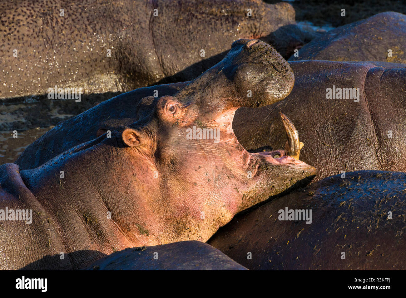 L'Africa. Tanzania. Ippopotamo (Hippopotamus amphibius), il Parco Nazionale del Serengeti. Foto Stock