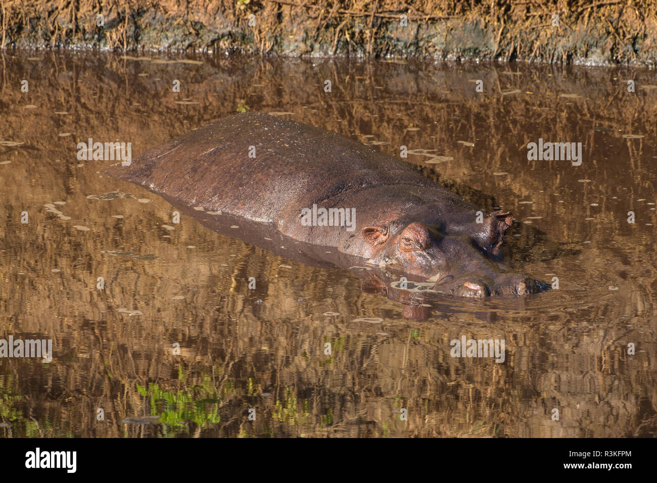 L'Africa. Tanzania. Ippopotamo (Hippopotamus amphibius), il Parco Nazionale del Serengeti. Foto Stock