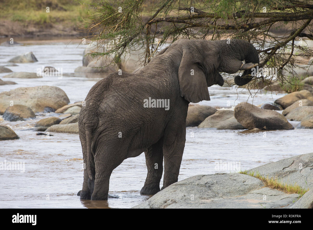 L'Africa. Tanzania. Elefante africano (Loxodonta africana) al Parco Nazionale del Serengeti. Foto Stock