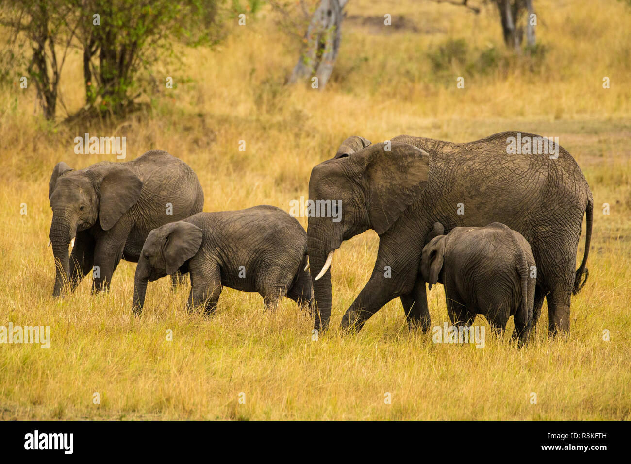L'Africa. Tanzania. L'elefante africano (Loxodonta africana) al Parco Nazionale del Serengeti. Foto Stock