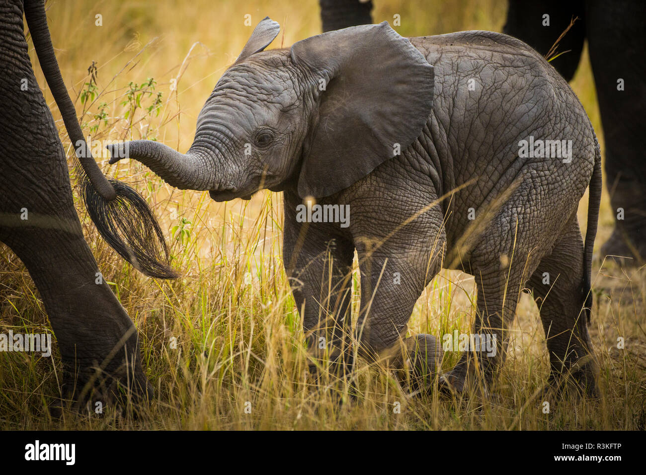 L'Africa. Tanzania. Elefante africano (Loxodonta africana) al Parco Nazionale del Serengeti. Foto Stock