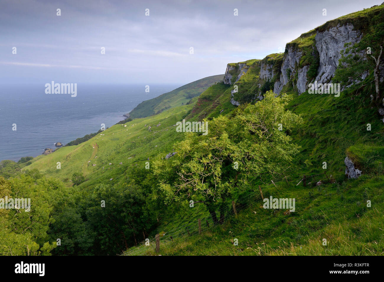 Irlanda, Ulster, County Antrim, Ballymoney, scuro siepi (le isole di ferro nel gioco di troni serie) Foto Stock