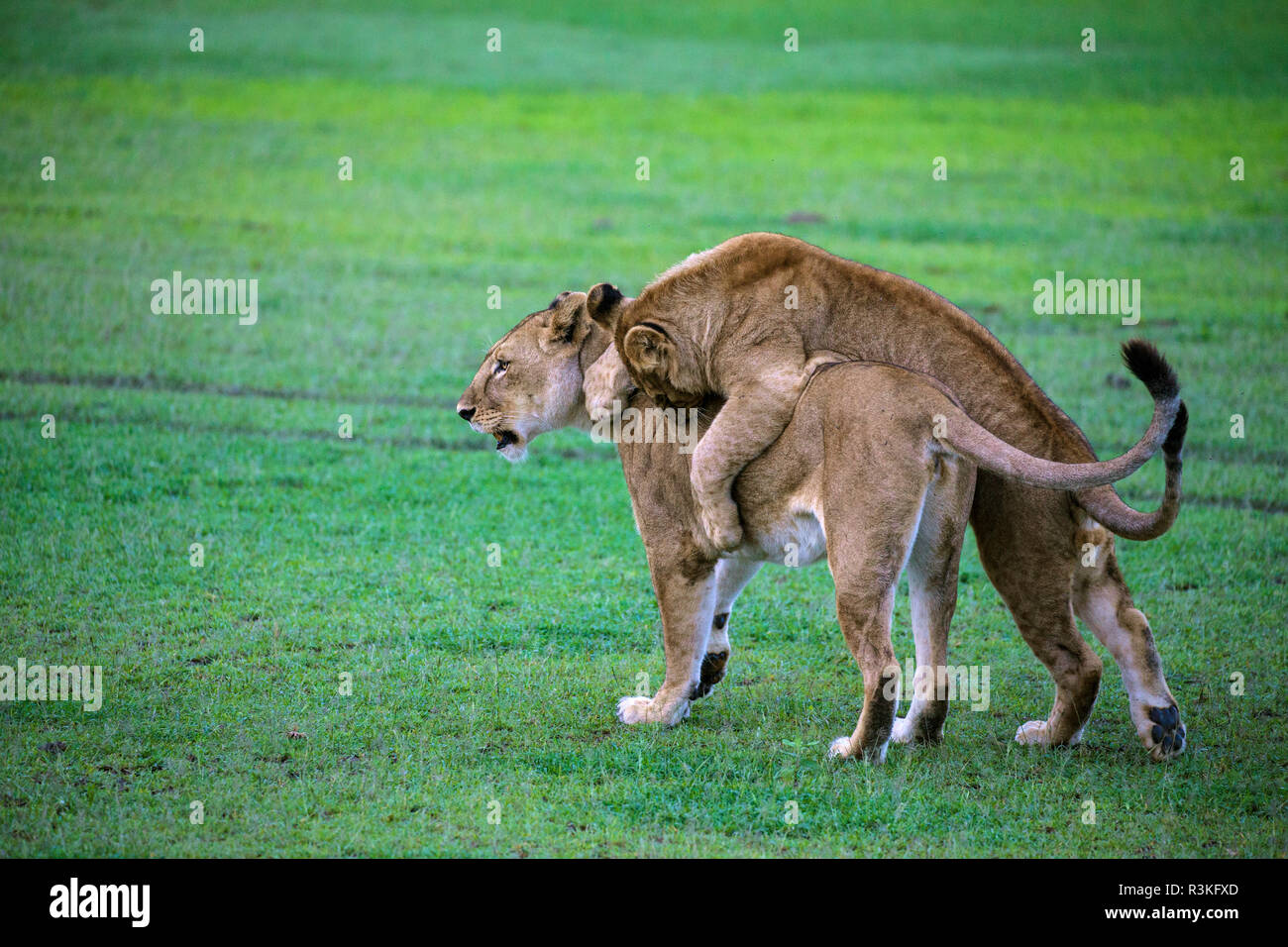 L'Africa. Tanzania. African Lion cubs (Panthera Leo) lotta simulata a Ndutu, Serengeti National Park. Foto Stock