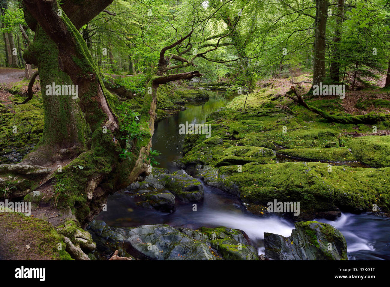 Irlanda, Ulster, County Down, Tollymore Forest Park, uno dei gioco di troni luoghi delle riprese Foto Stock