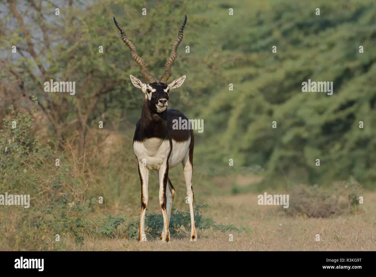 Indian Antilope (Antilope cervicapra) o maschio Blackbuck Close-up. Foto Stock