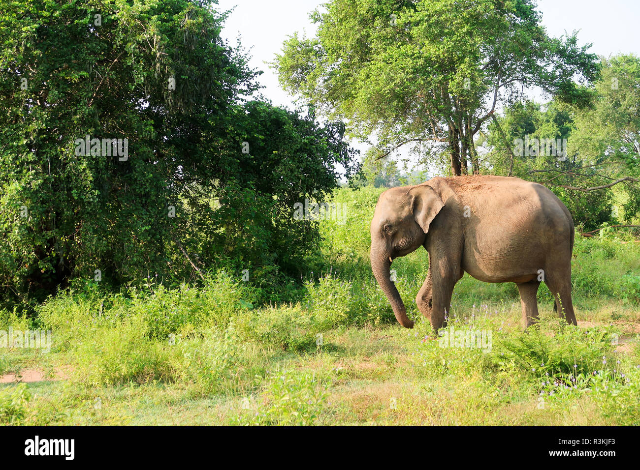 Elefante unico all'interno del Udawalawe parco nazionale dello Sri Lanka Foto Stock