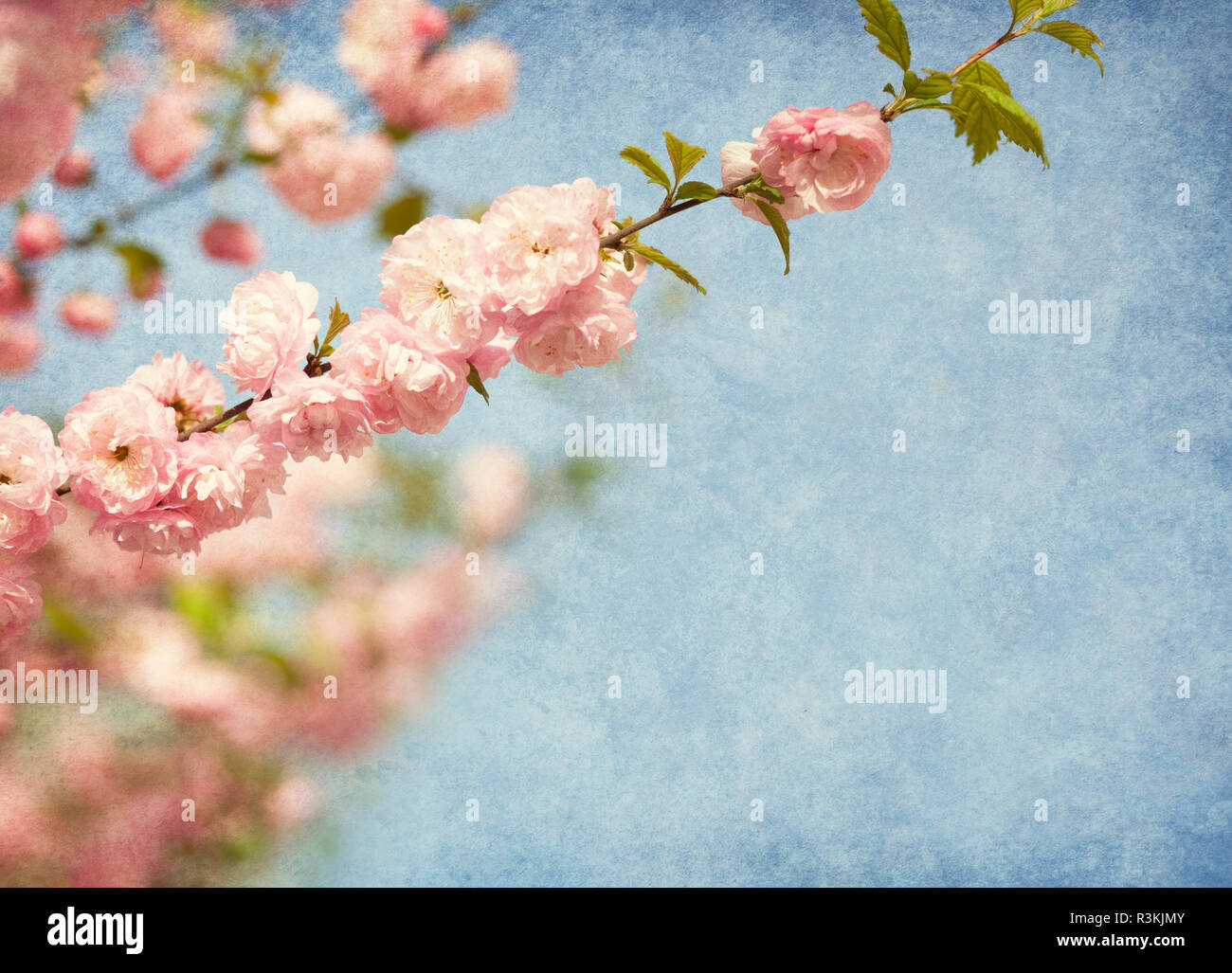 Rami con bellissimi fiori rosa contro il cielo blu. Amygdalus triloba. Aggiunta di Grana carta. Profondità di campo. Foto Stock