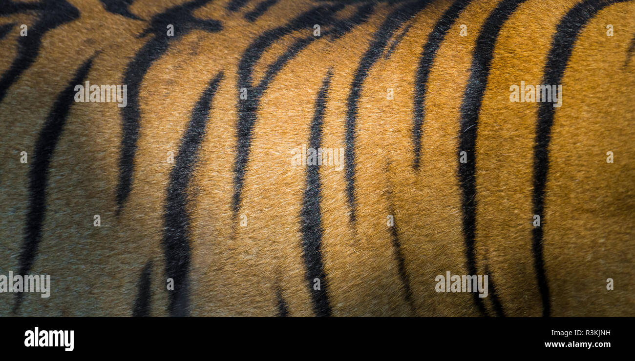 India. Maschio di tigre del Bengala pelle (Pantera tigri tigri) che mostra le strisce che consentono loro di blend nei loro dintorni mentre sulla caccia. Foto Stock