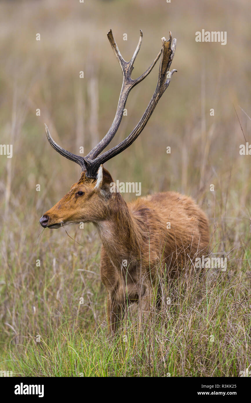 India. Barasingha, Southern swamp deer (Rucervus duvaucelii branderi) a Kanha riserva della tigre. Foto Stock