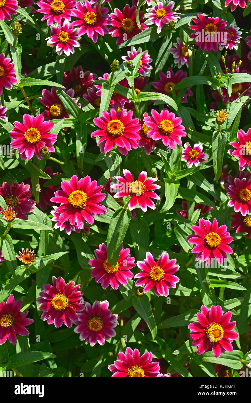 In prossimità di un confine di fiori con colouful fioritura Zinnia 'Zany Pico Rose' Foto Stock