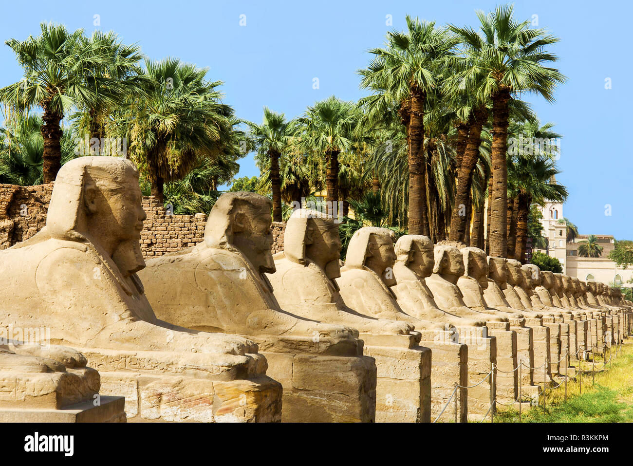 La sfinge statue allineate lungo il viale che conduce al tempio di Luxor (costruito 1400 BC) come visto da Mostafa Kamel Road a Luxor Foto Stock