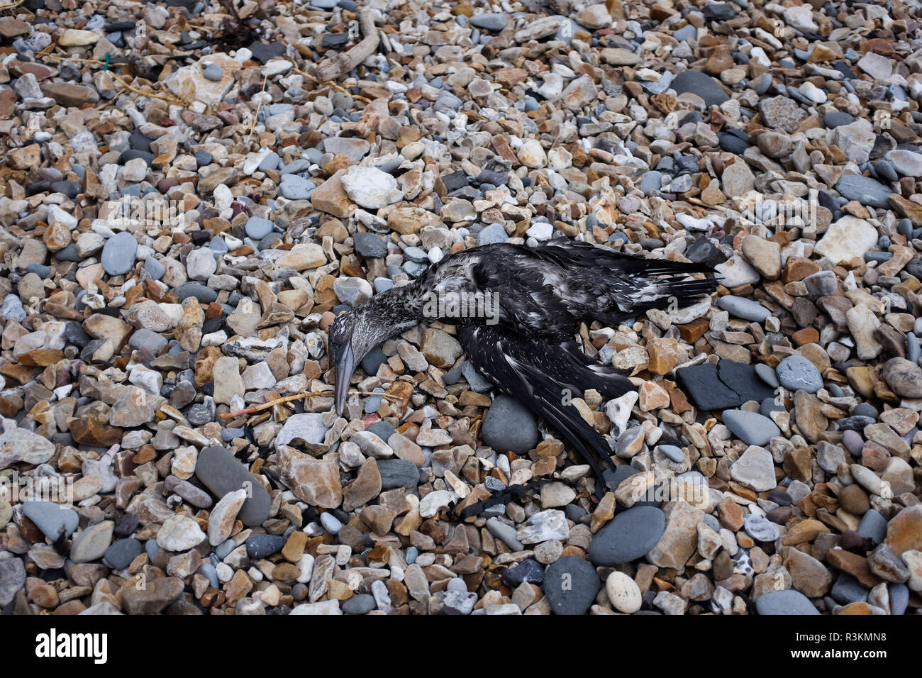 Oliato uccelli marini morti lavato fino sul famoso Jurassic Coast beach tra Charmouth e Lyme Regis in West Dorset Regno Unito Foto Stock