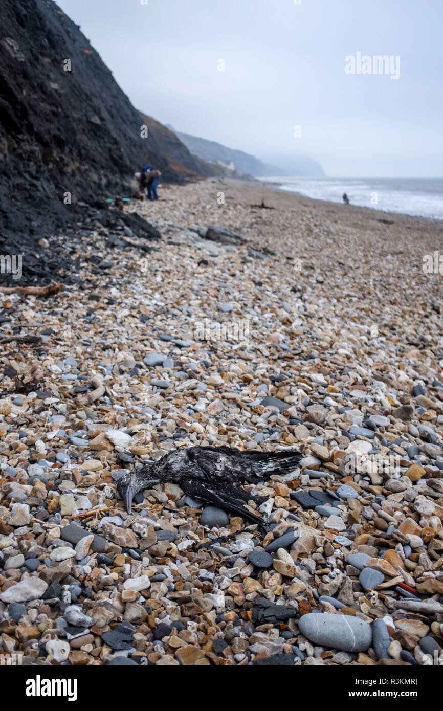 Oliato uccelli marini morti lavato fino sul famoso Jurassic Coast beach tra Charmouth e Lyme Regis in West Dorset Regno Unito Foto Stock